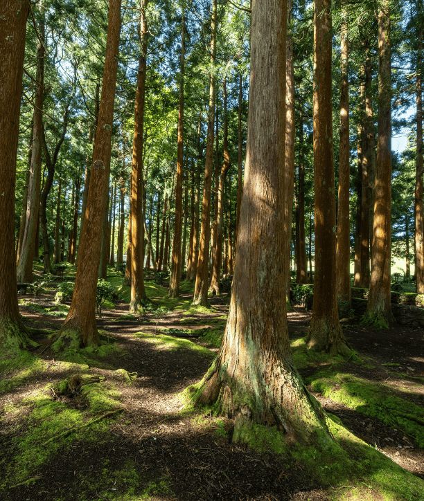 Naturnaher Nadelwald – forstfachliche Beratung und Waldbewirtschaftung